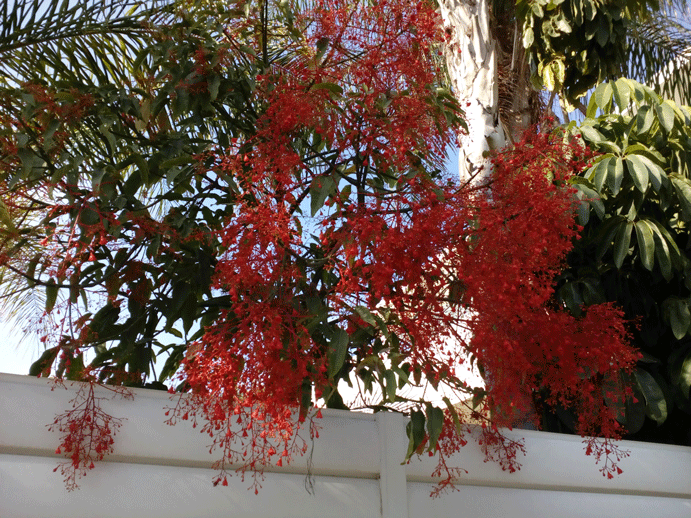 Brachychiton-acerifolium-3.gif