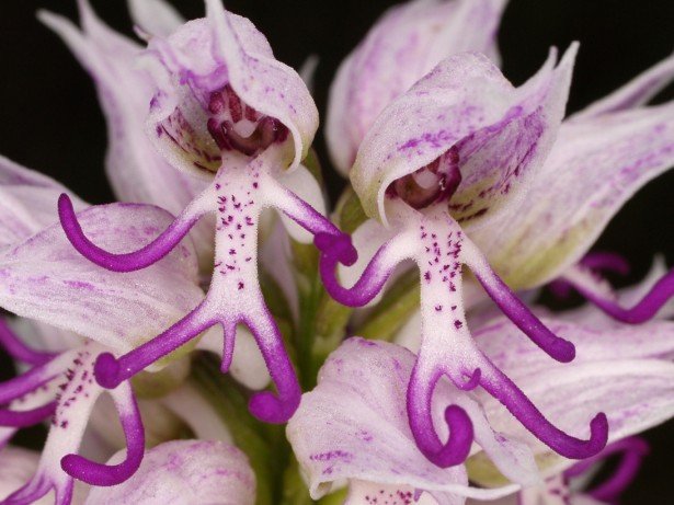 Naked_Man_Orchid.jpg