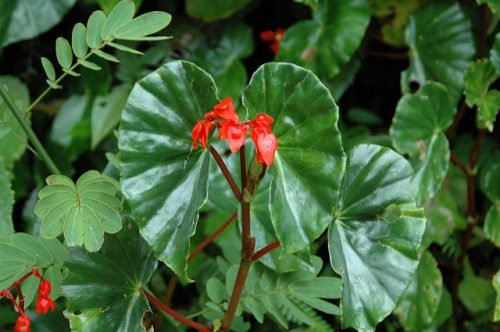 begonia-angel-wing.jpg