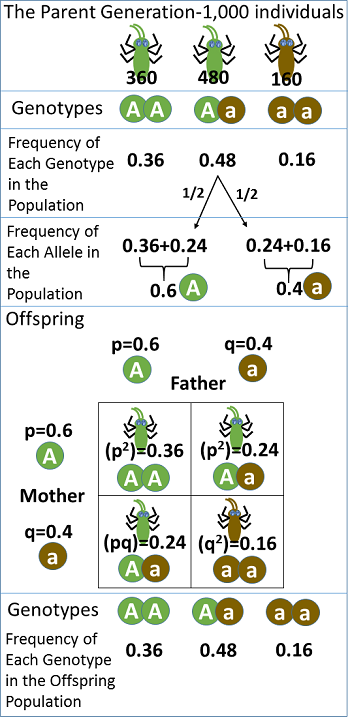 Hartsock_Hardy_Weinberg_Example.png