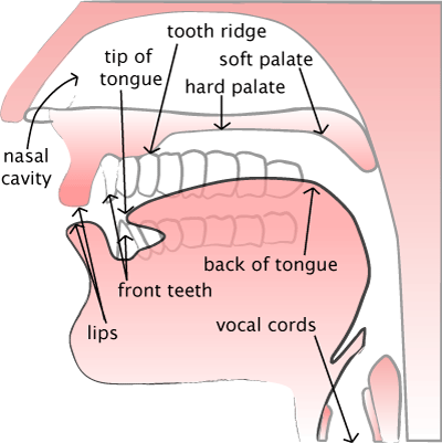 vocal-tract.gif