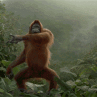 DanceMonkeyDdddGIF.gif
