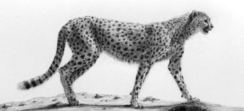 Cheetah (and Big Cats) Graphite Drawing - Ran Art Blog