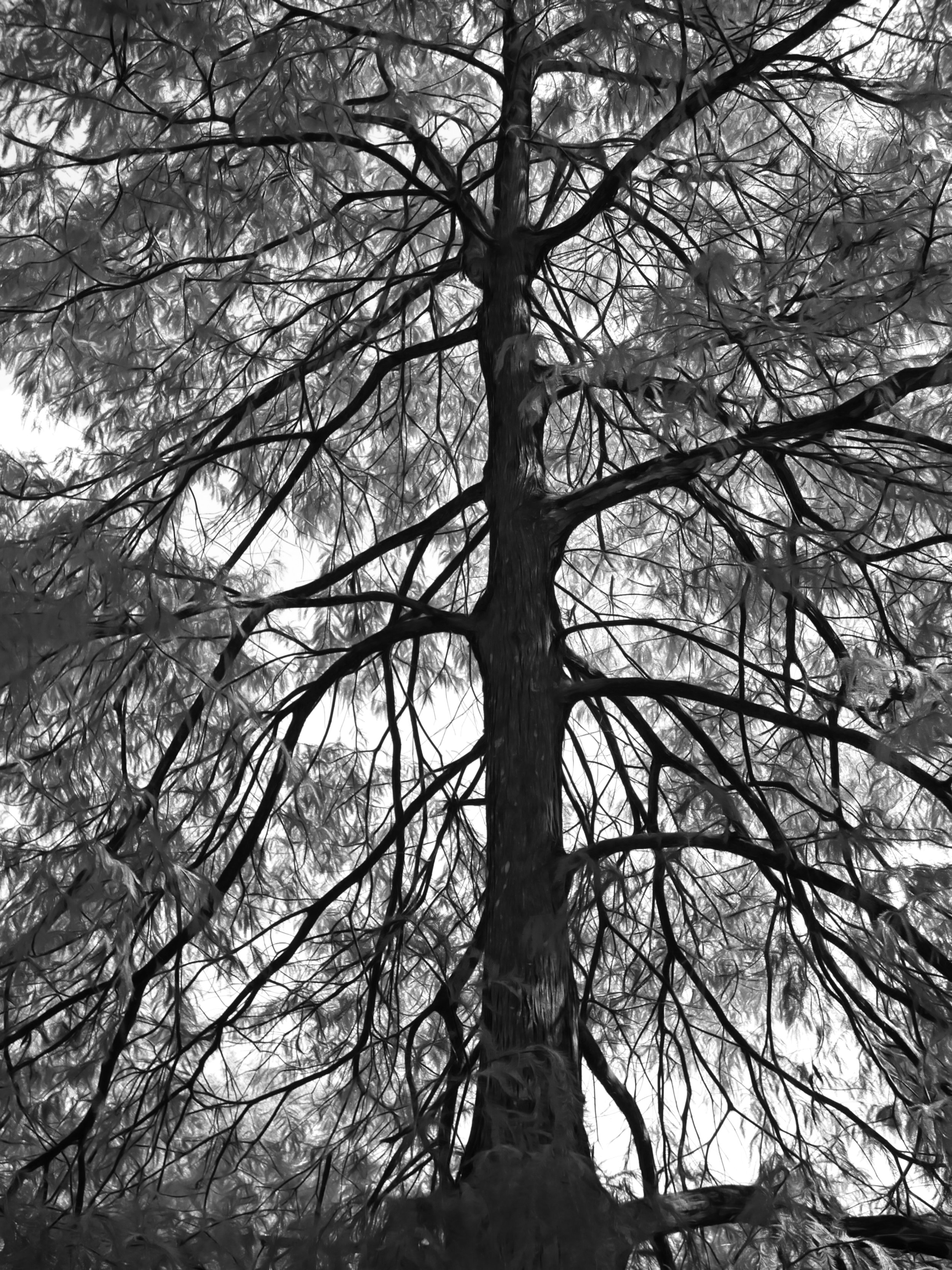 Impressive trunk BnW.jpg