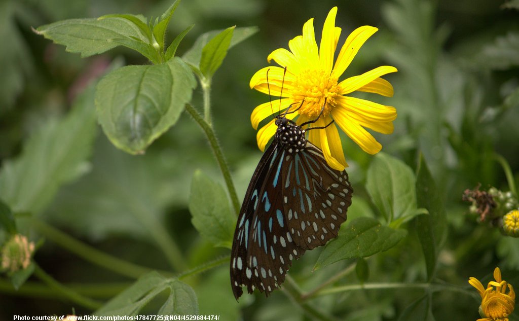 ButterflyOnYellowFlower-081218.jpg