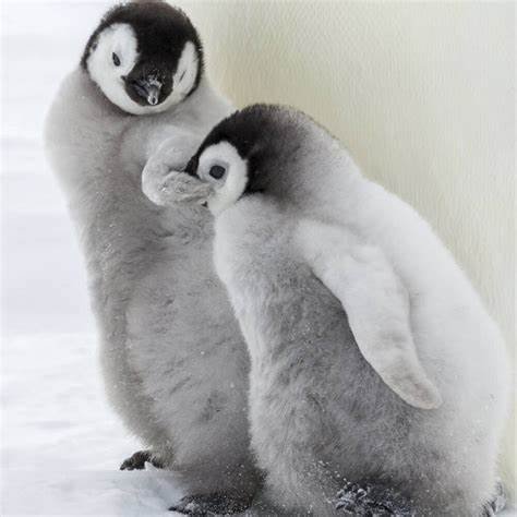 Pinguinkinder.jpg