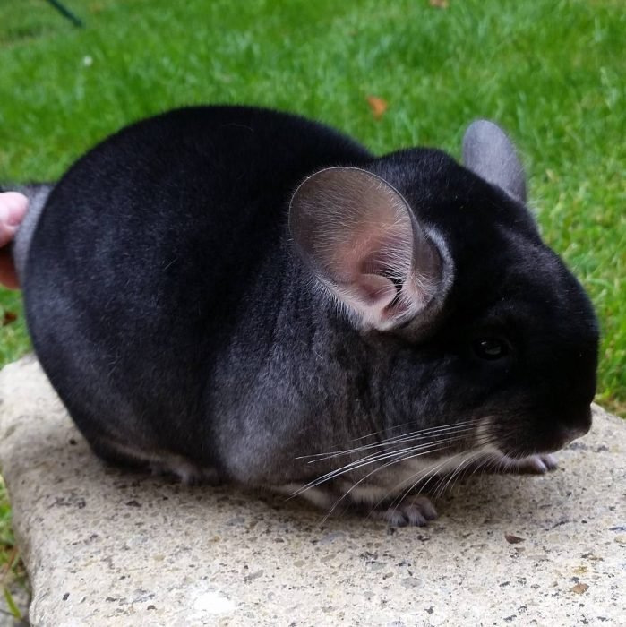 Chinchillas-tiernas-6-699x700.jpg