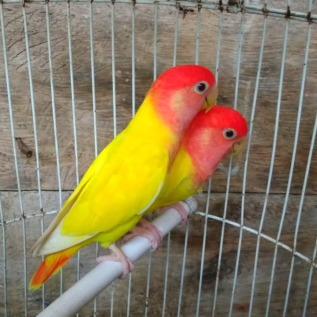 Burung Parkit Yang Cantik Steemkr
