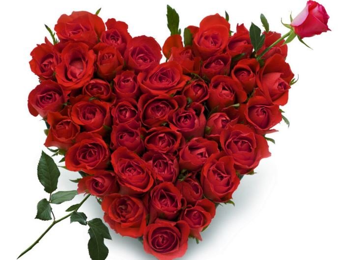 rosas 02.jpg