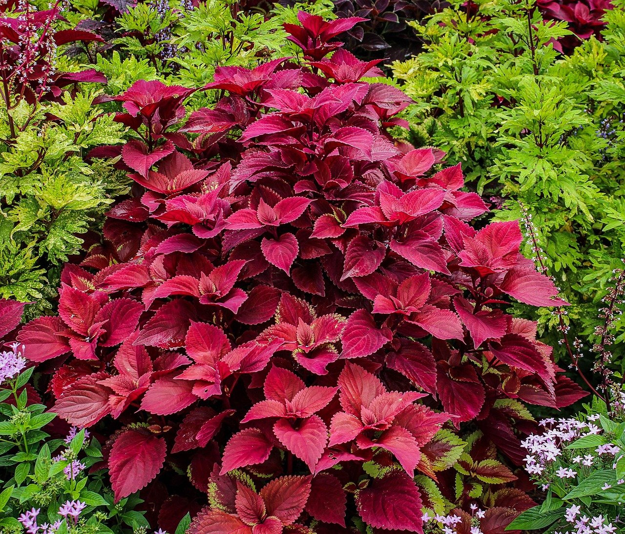 red-coleus-440346_1280.jpg