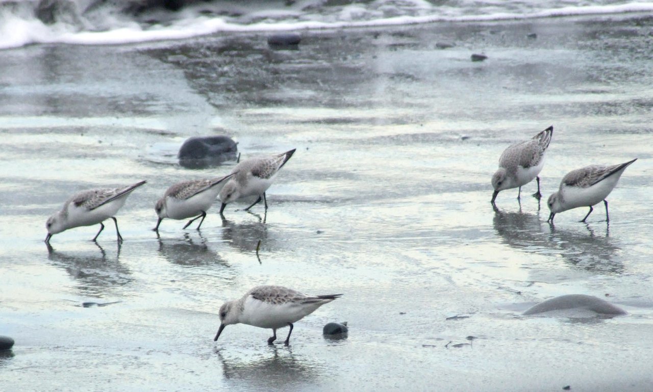 0888-Sandpipers.jpg