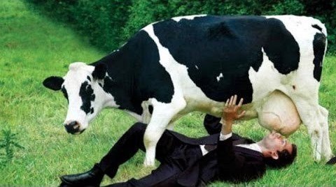 cow1.jpg