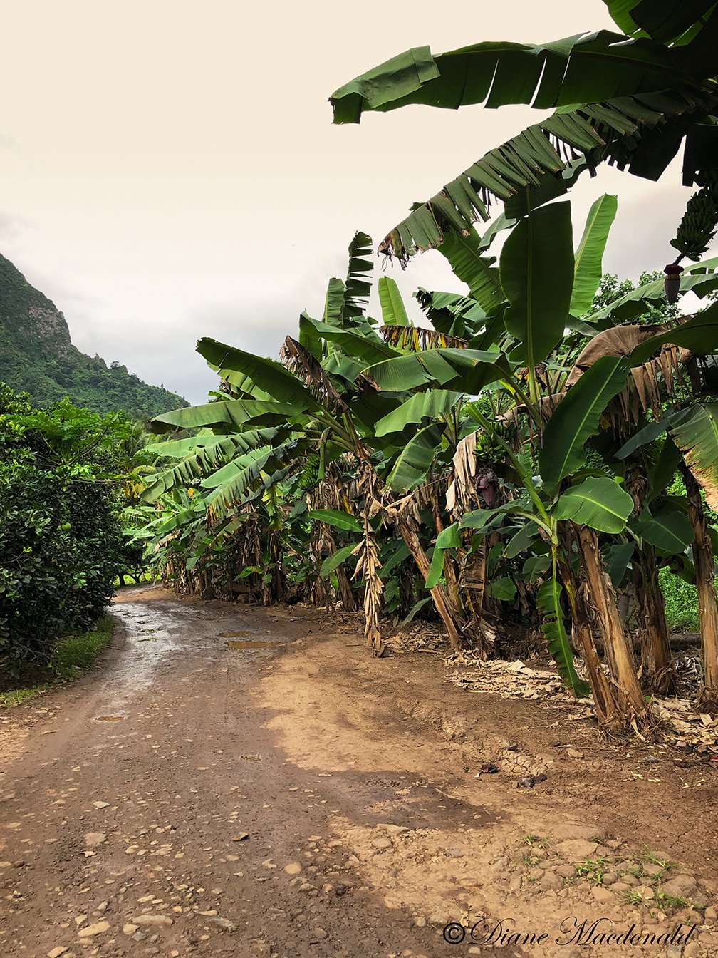 Banana Trees.jpg