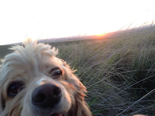 sunsetDog.jpg