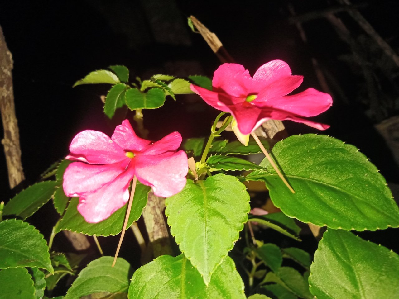 IMG20200623192904.jpg