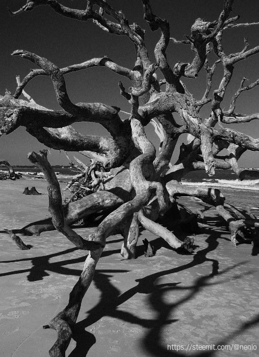drifted-woods-bw01.jpg