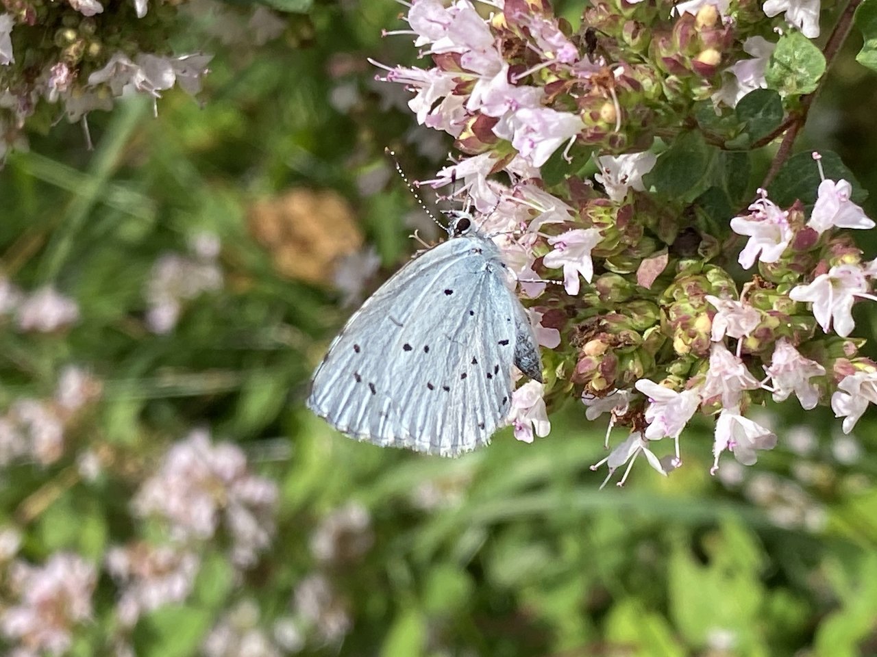 IMG_4369.jpg