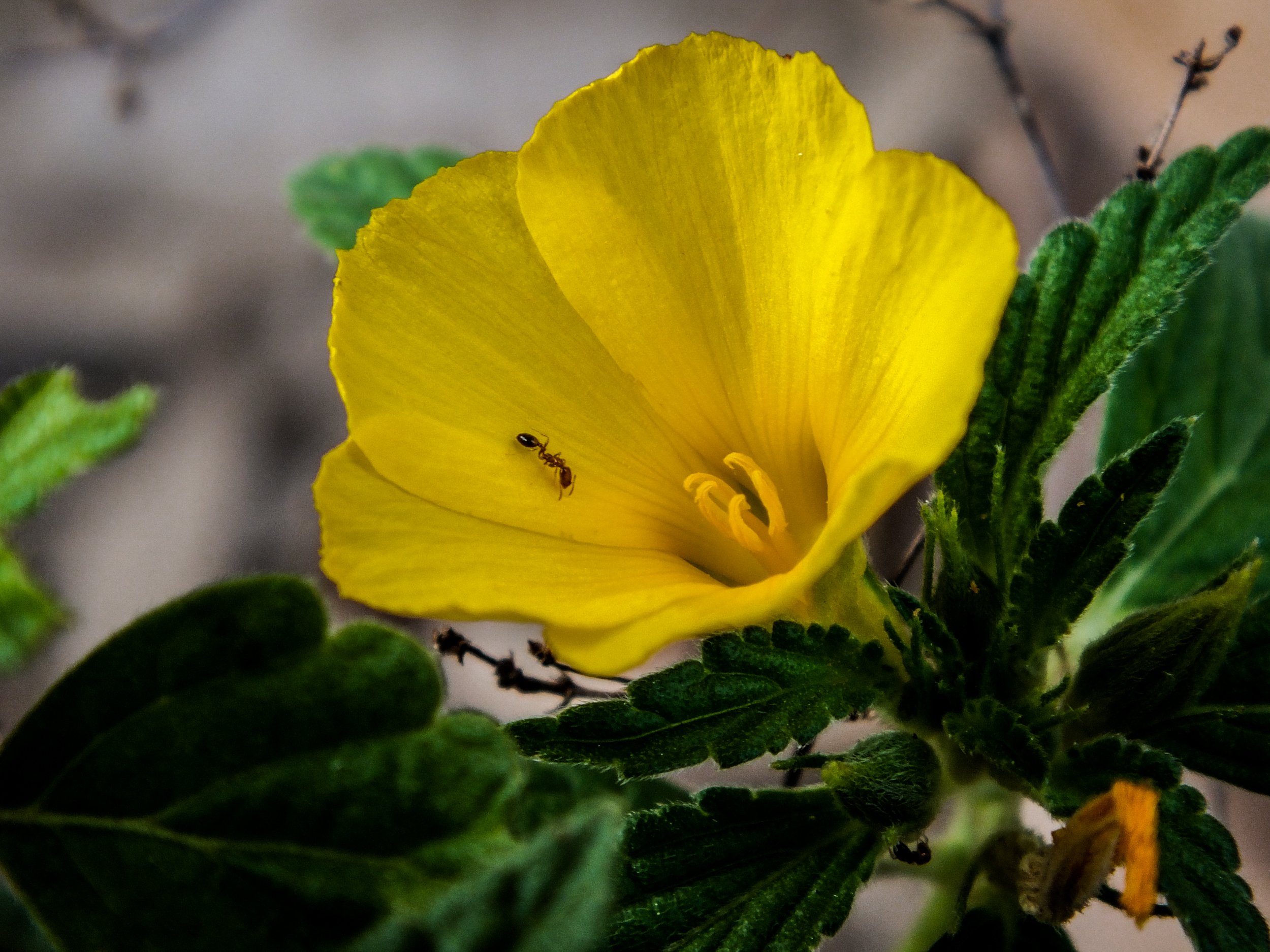 flores%20peque%C3%B1as%20Robinson-7.jpg