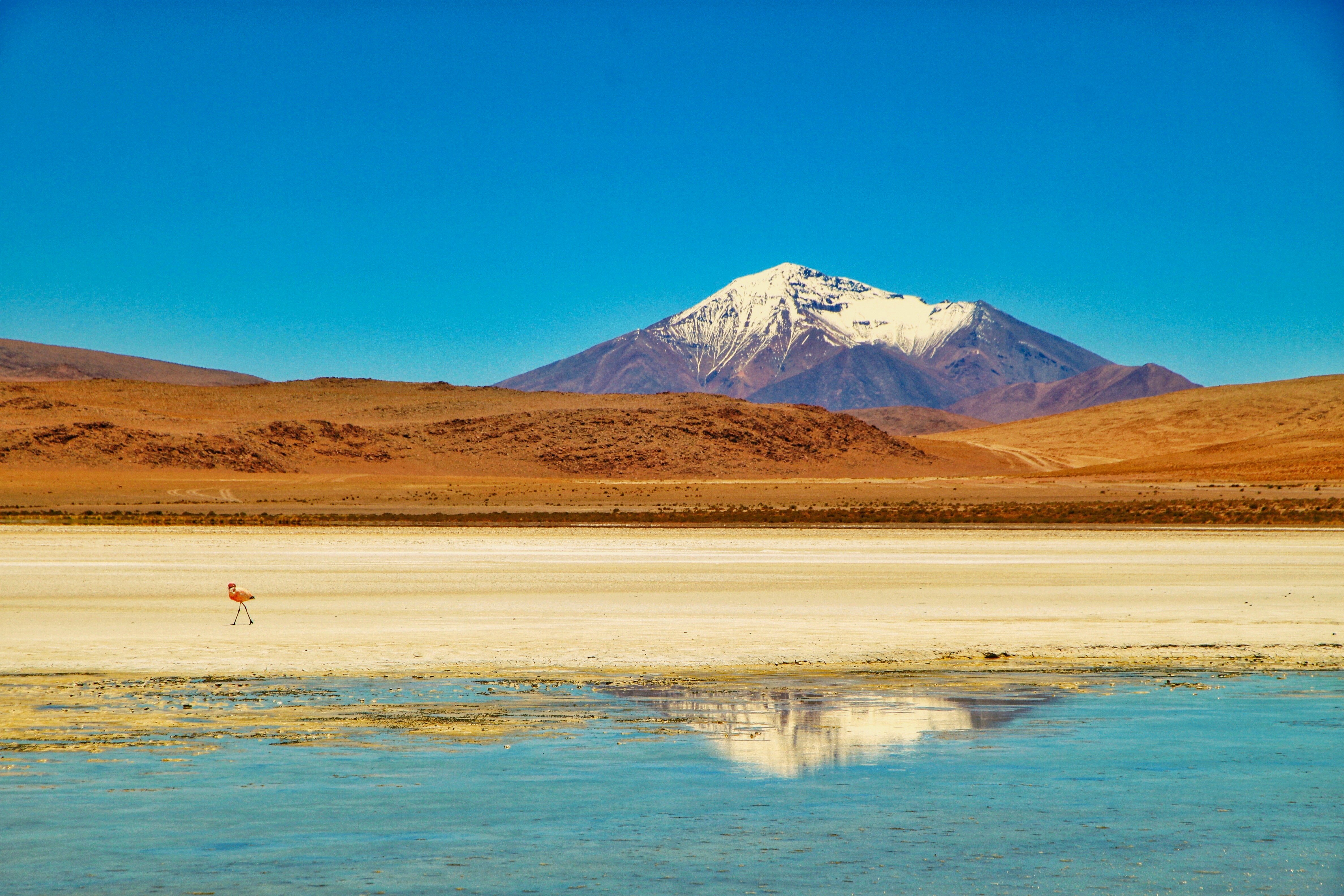 FlamingoBolivia @Donica.JPG