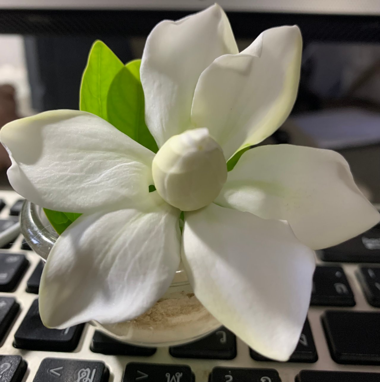 Cape jasmine2.jpg