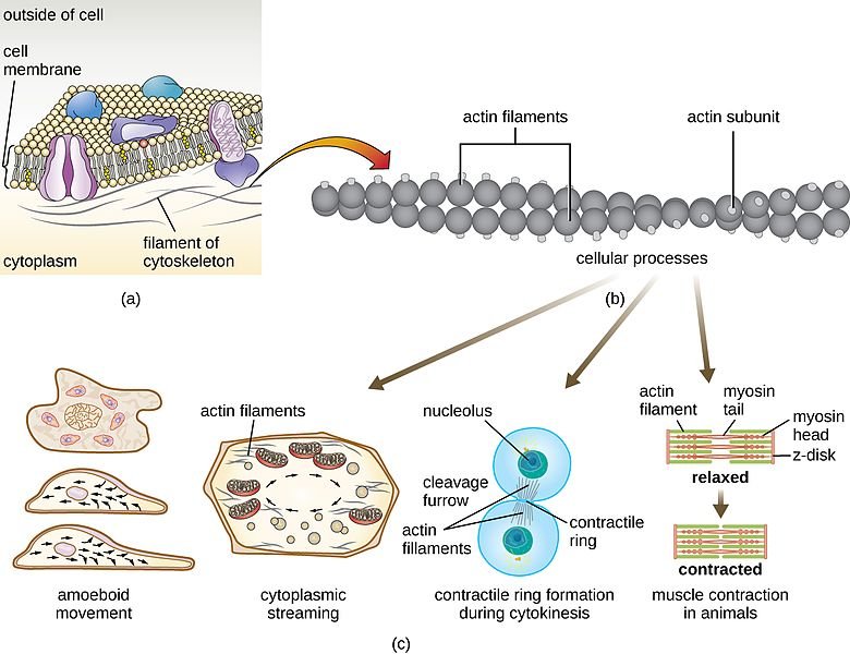 OSC_Microbio_03_04_actin.jpg