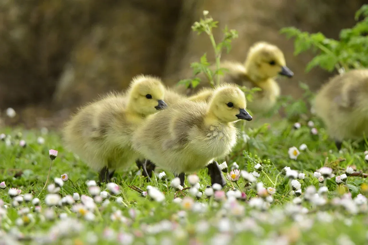 ducklings-7993465_1280.webp