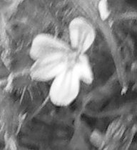 pink flowers greyscale detail.jpg