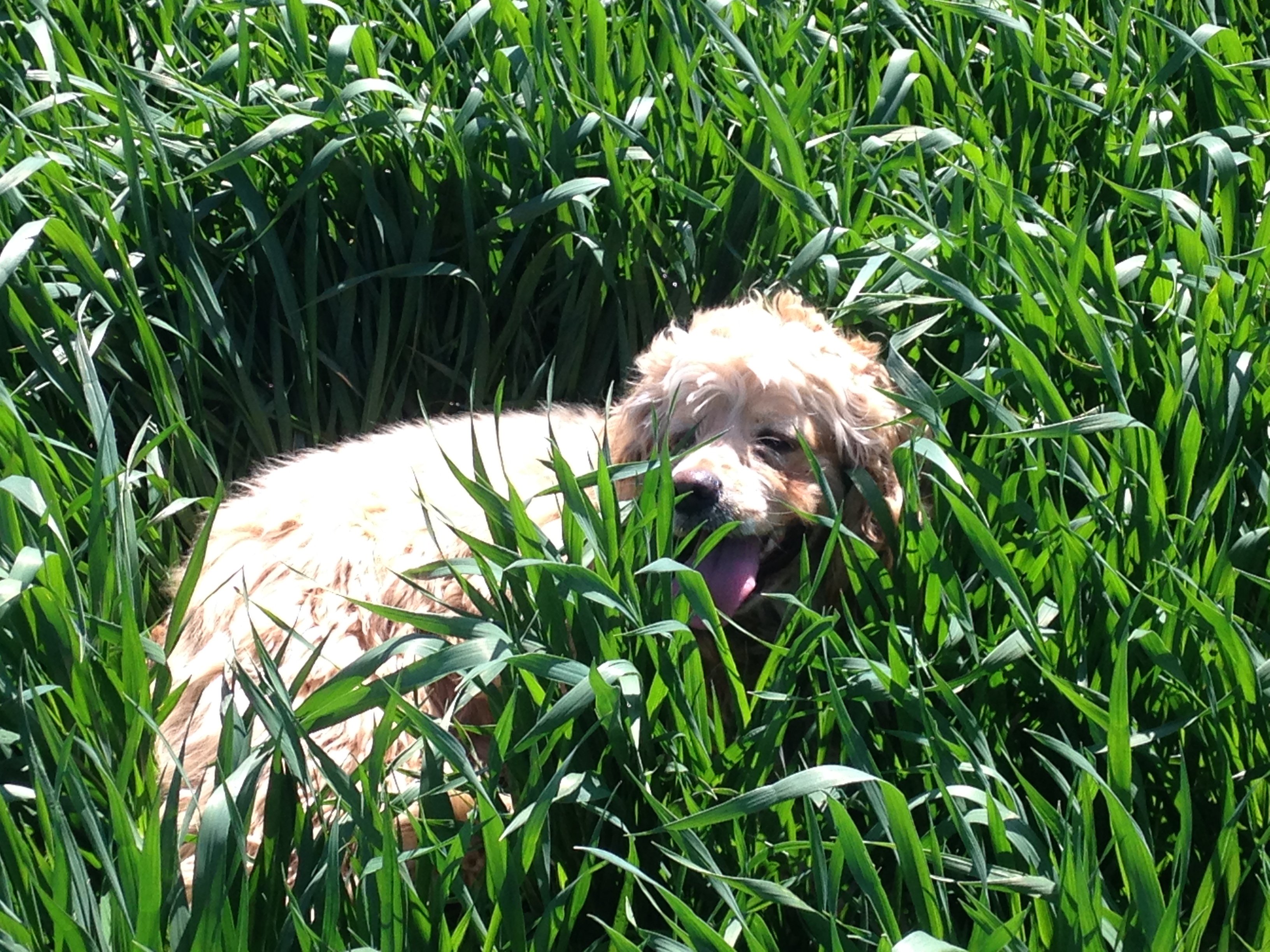 a cool breather in the wheat.JPG