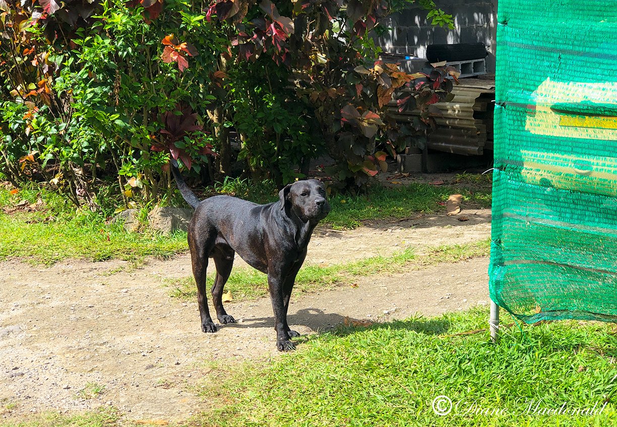 black dog huahine.jpg