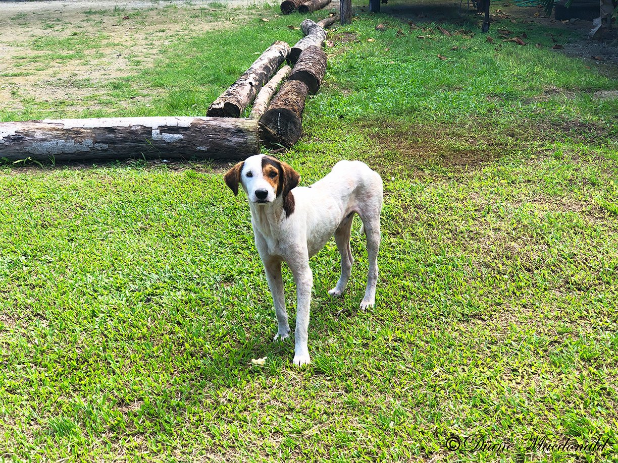 skinny dog parea huahine.jpg