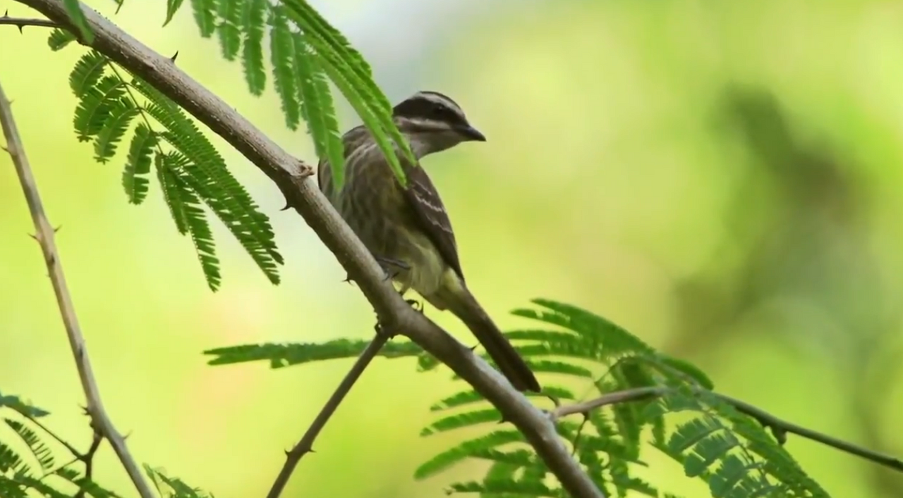 10.-iguazu-fauna-benteveo.png