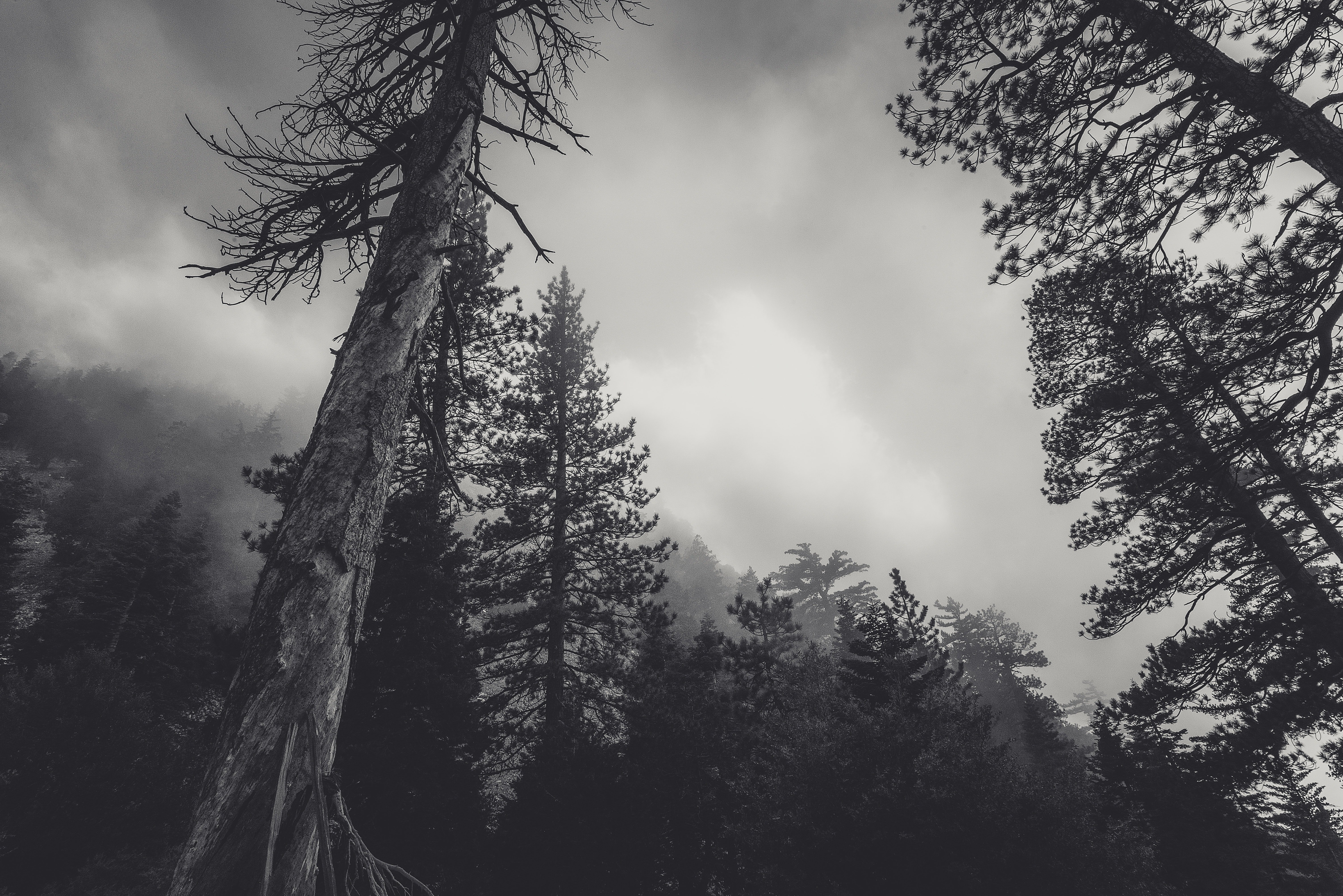 cloudy-conifers-creepy-428429.jpg