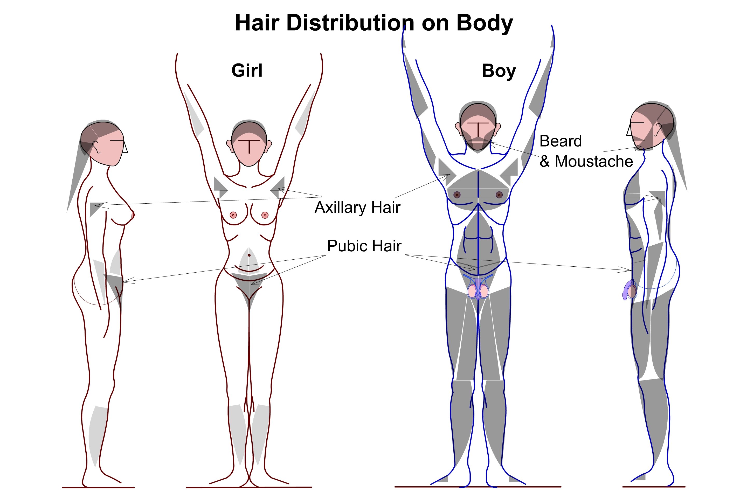 Eyebrows Beard Or Sexuality Why Our Different Types Of Hair