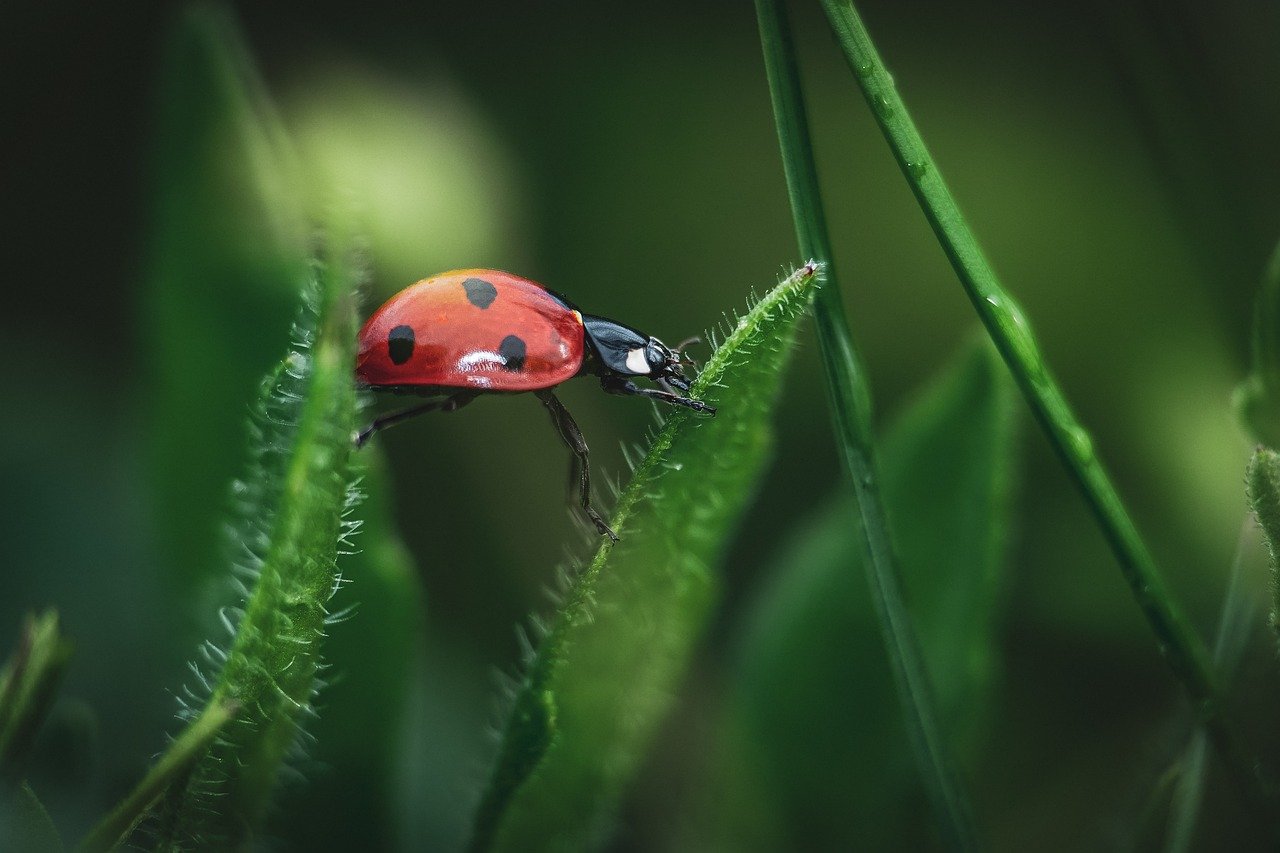 ladybug-7284337_1280.jpg