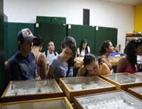museo de insectos.png
