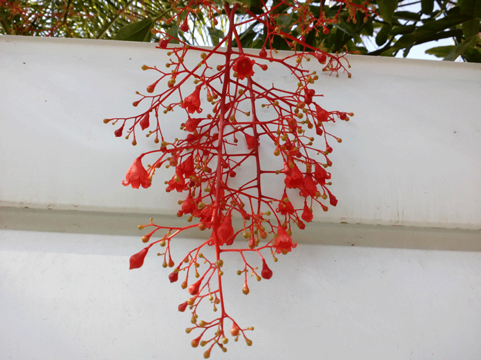 Brachychiton-acerifolium-5.gif