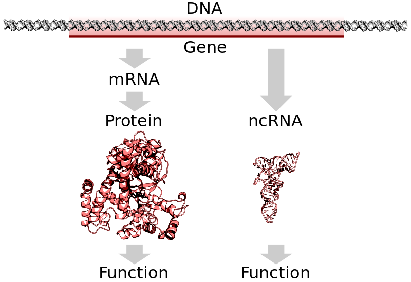 DNA_to_protein_or_ncRNA.svg.png