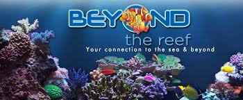 the-reef.1.jpg