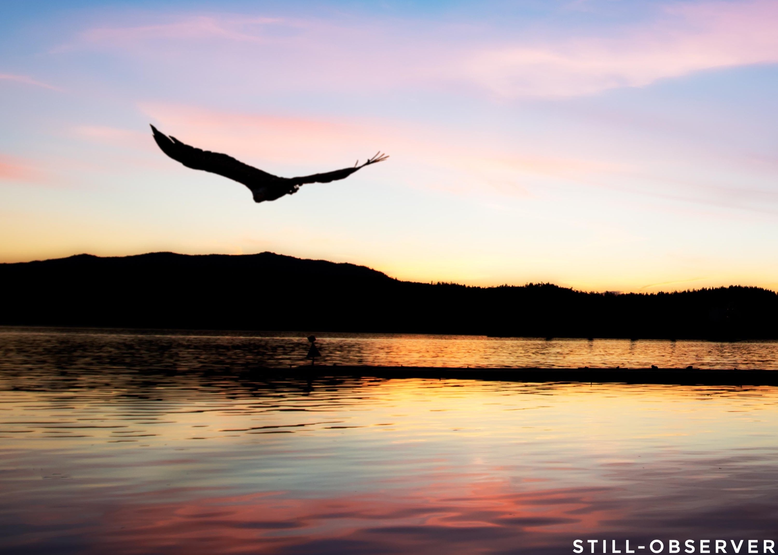 Bird Over Water.jpg