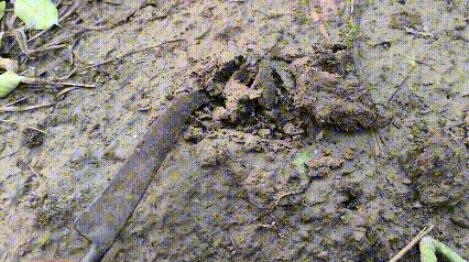 1000045868.gif