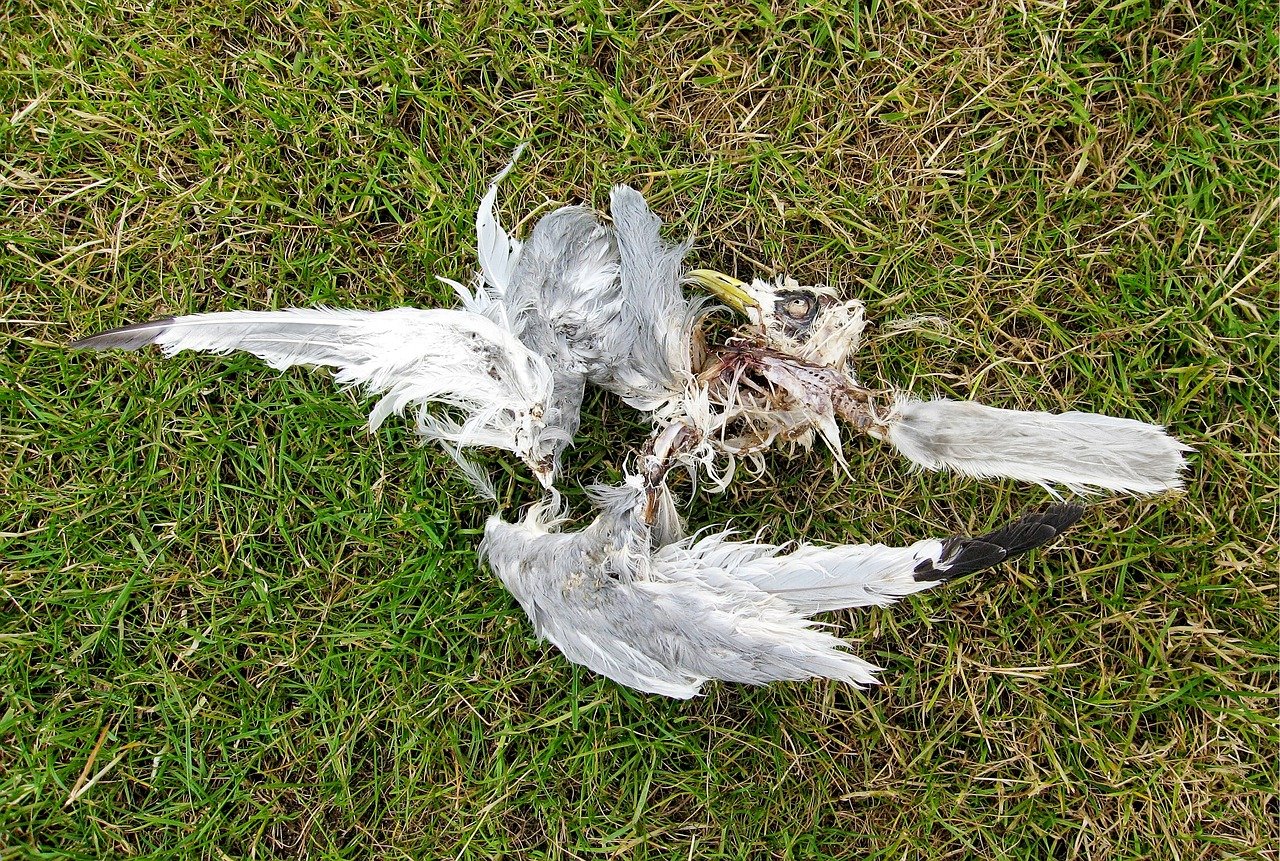 dead-1605359_1280.jpg