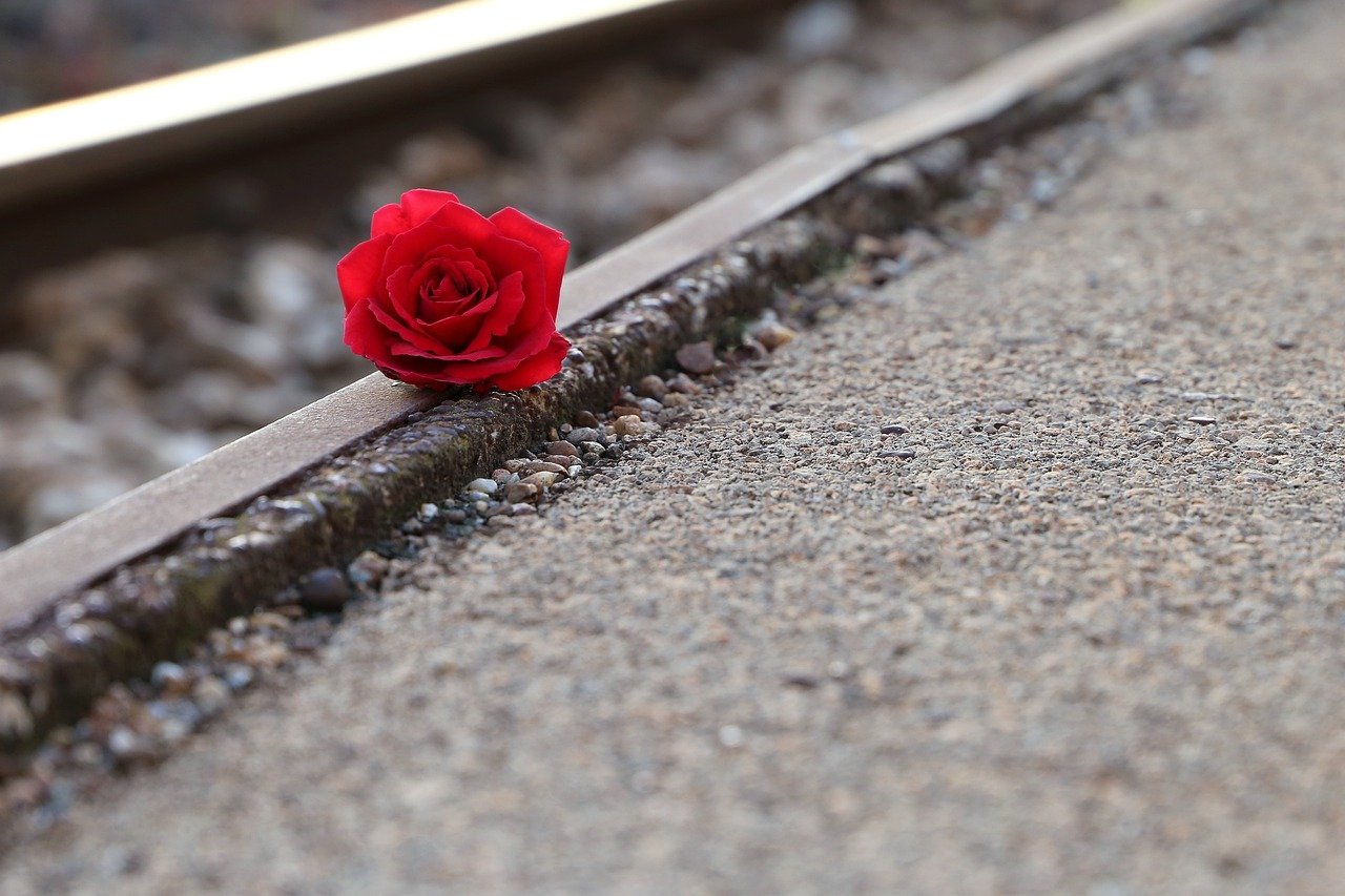 red-rose-near-rail-3663515_1280.jpg