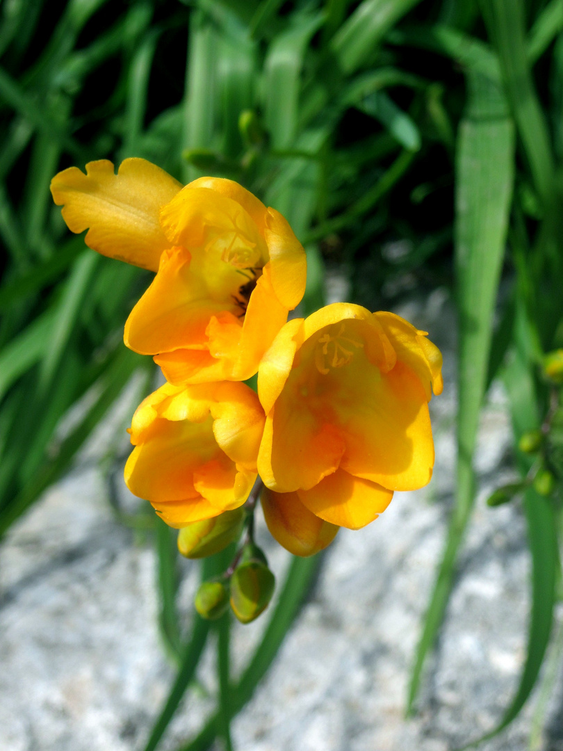 Bulbs, Roots & Rhizomes 10 Freesia Oberon Bulbs Red and Yellow Color