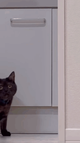 ApproachCatGIF.gif