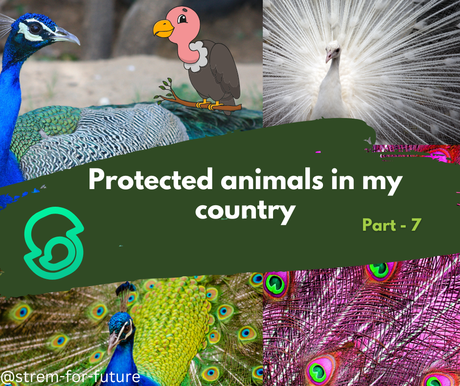 Protected animals in my country_20241021_161056_0000.png