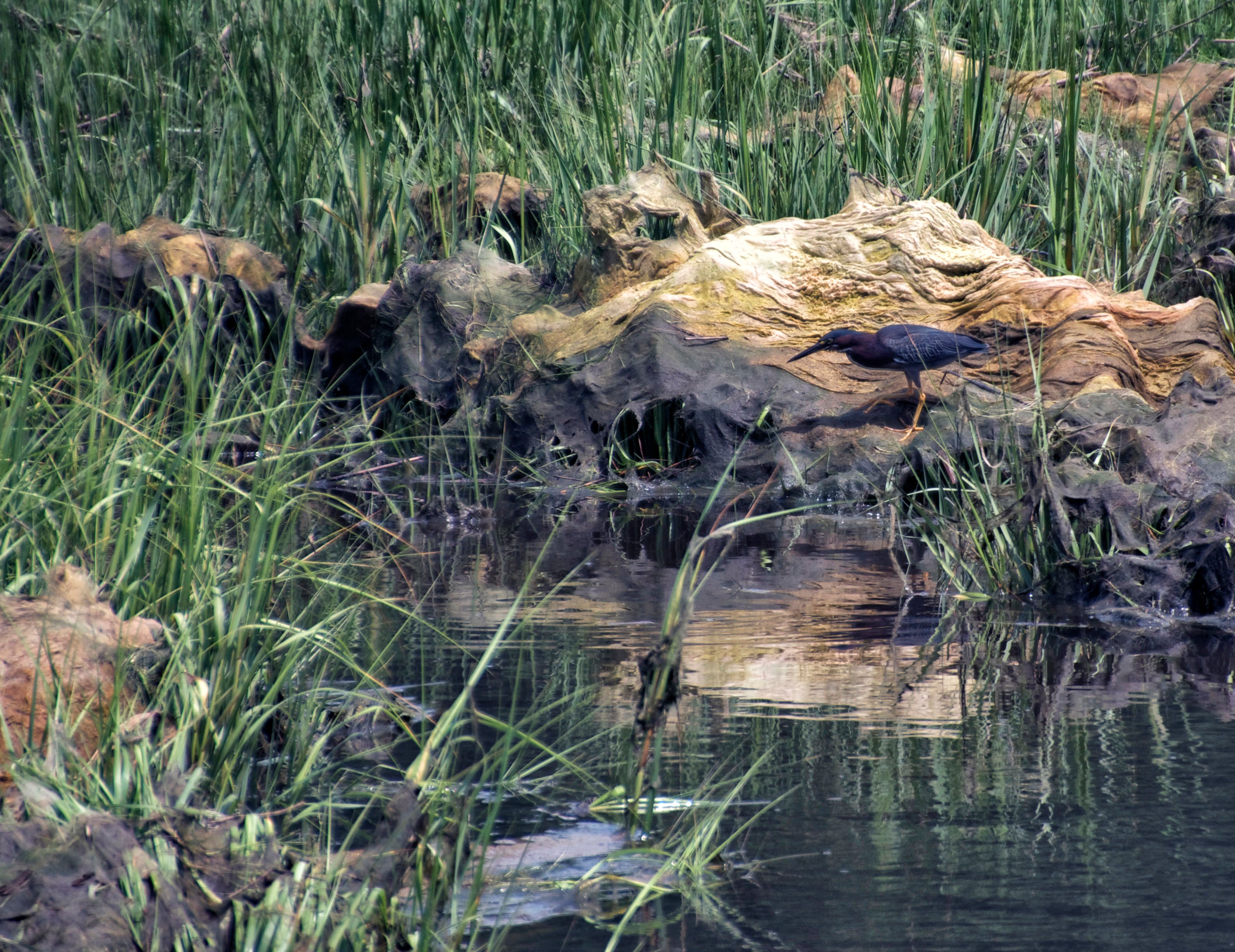 3 Green Heron 2.jpg