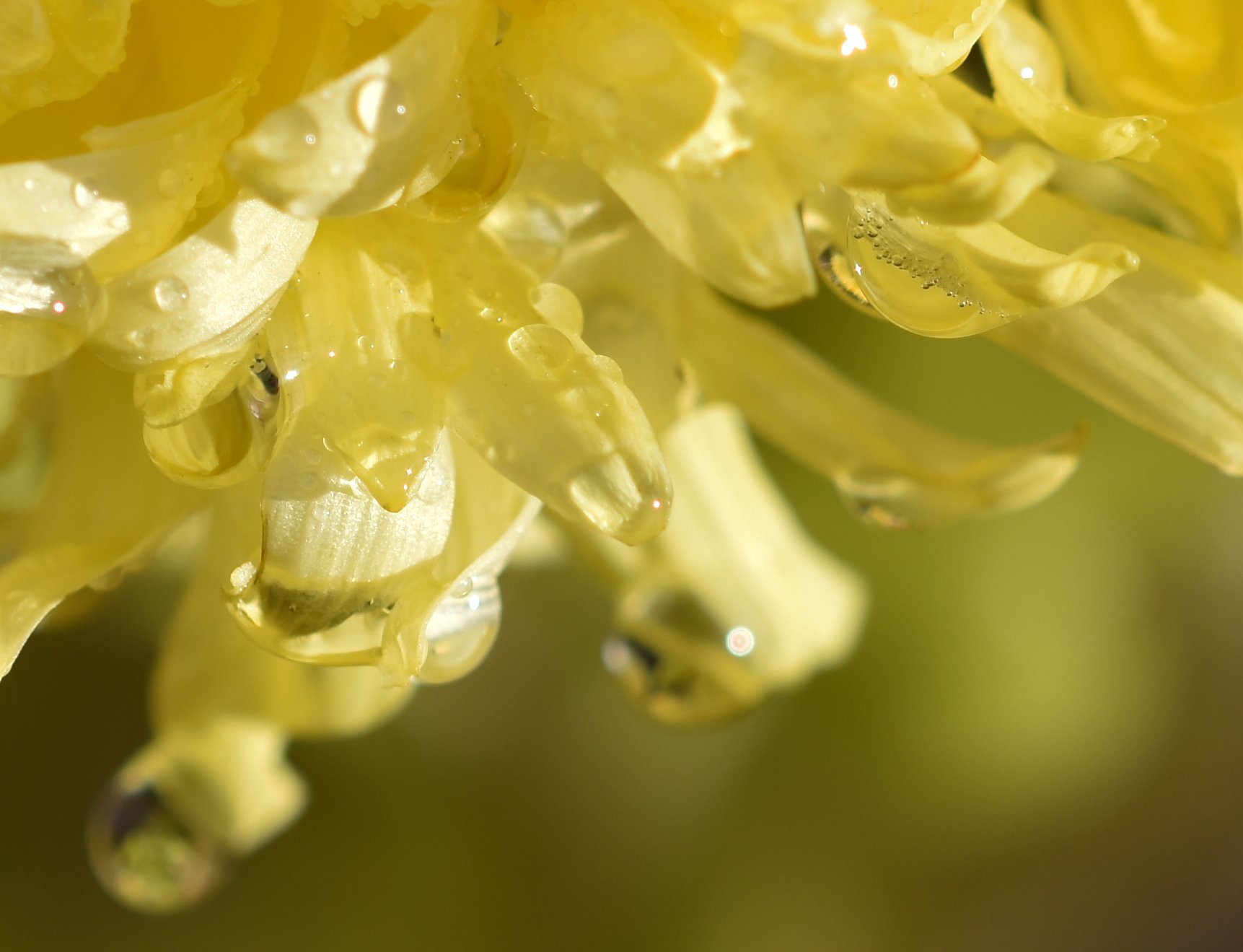 waterdrop chrysanthema macro 2.jpg