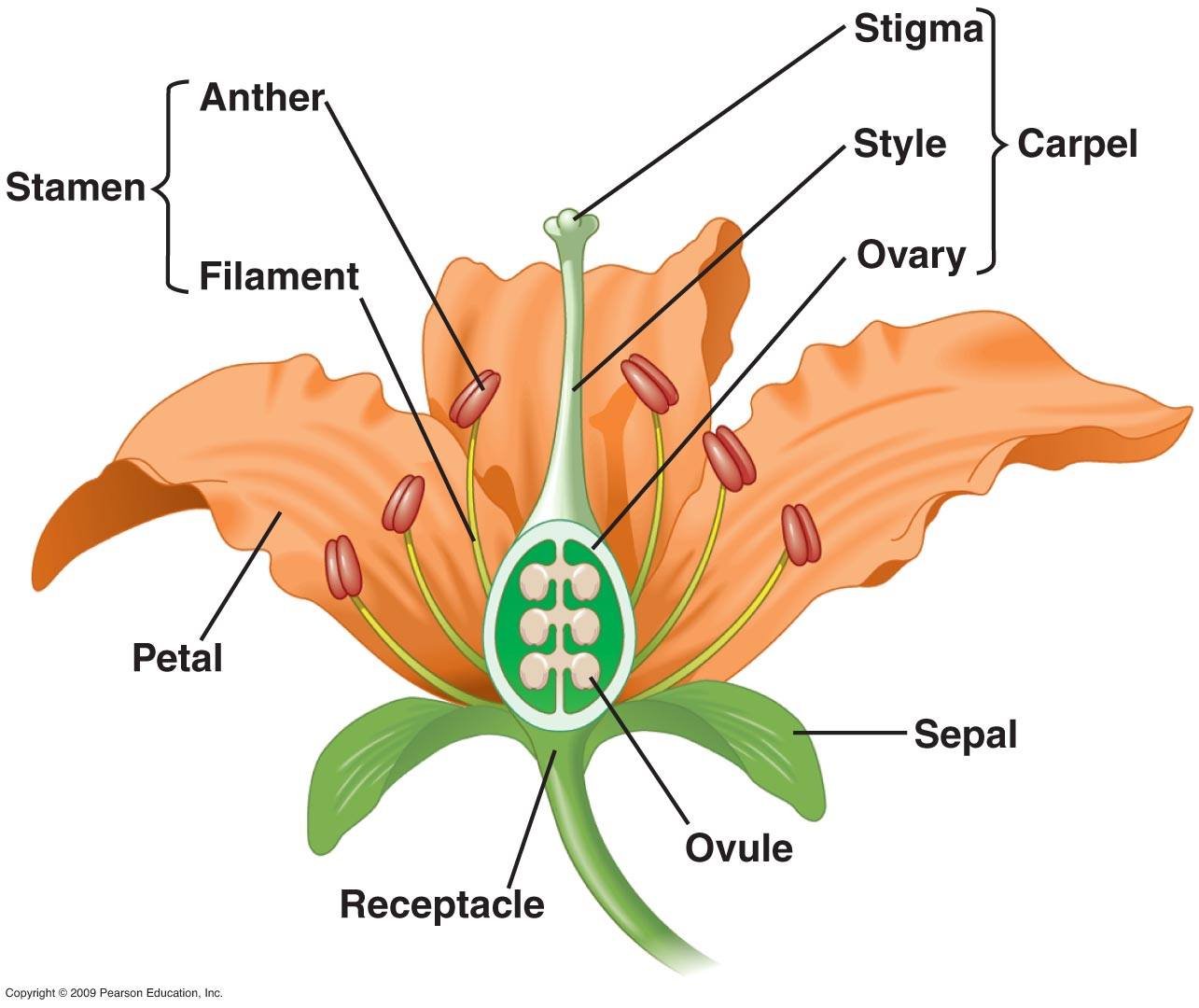 what-is-the-basis-for-reorganization-of-the-angiosperms-plant-steemit