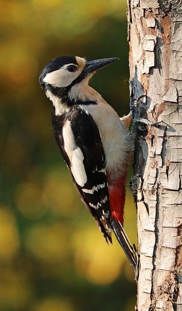 woodpecker-1411082_640.jpg