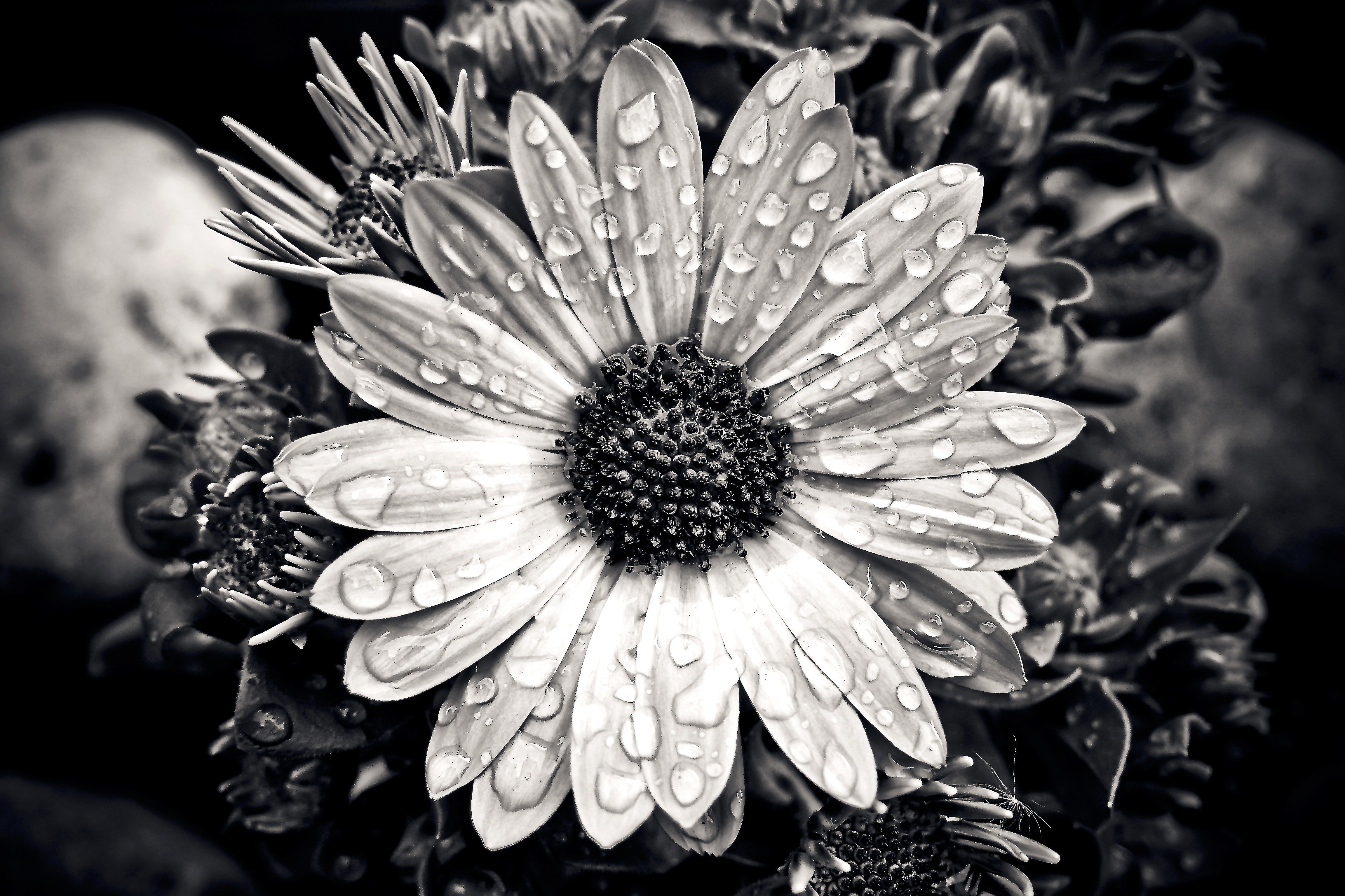 beautiful-black-and-white-bloom-414214.jpg